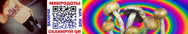 Галлюциногенные грибы Psilocybe  Высоцк 
